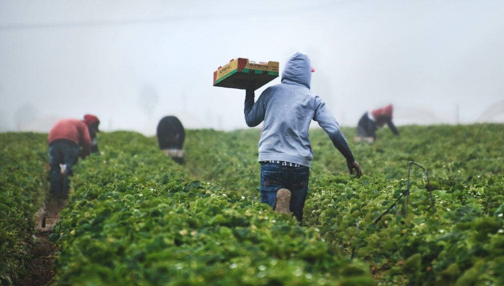What is the minimum wage for farm workers in Zambia